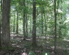 215 Holbrook Hollow Road, Cowen, West Virginia 26206, ,Lots/land,For Sale,Holbrook Hollow,10161422