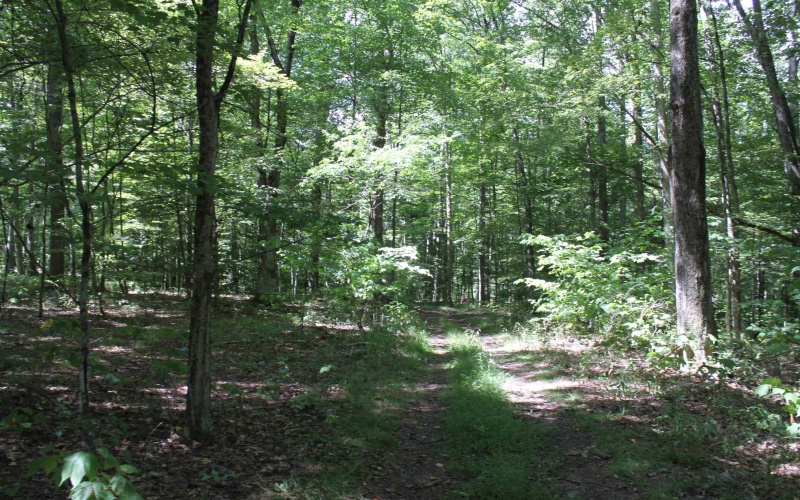 215 Holbrook Hollow Road, Cowen, West Virginia 26206, ,Lots/land,For Sale,Holbrook Hollow,10161422