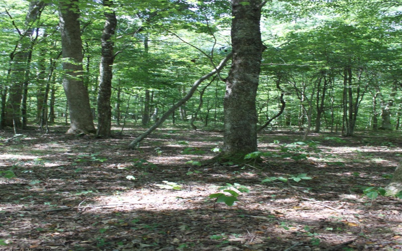 215 Holbrook Hollow Road, Cowen, West Virginia 26206, ,Lots/land,For Sale,Holbrook Hollow,10161422