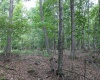 215 Holbrook Hollow Road, Cowen, West Virginia 26206, ,Lots/land,For Sale,Holbrook Hollow,10161422