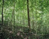 TBD Long Run Road, Worthington, West Virginia 26591, ,Lots/land,For Sale,Long Run,10161428