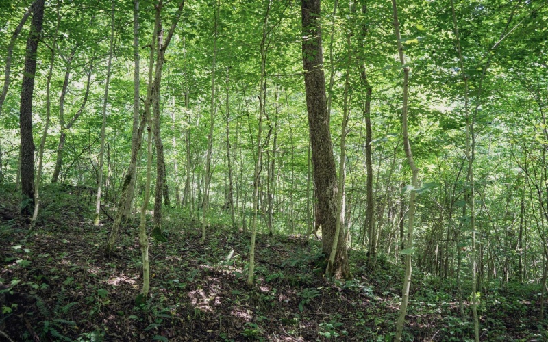 TBD Long Run Road, Worthington, West Virginia 26591, ,Lots/land,For Sale,Long Run,10161428