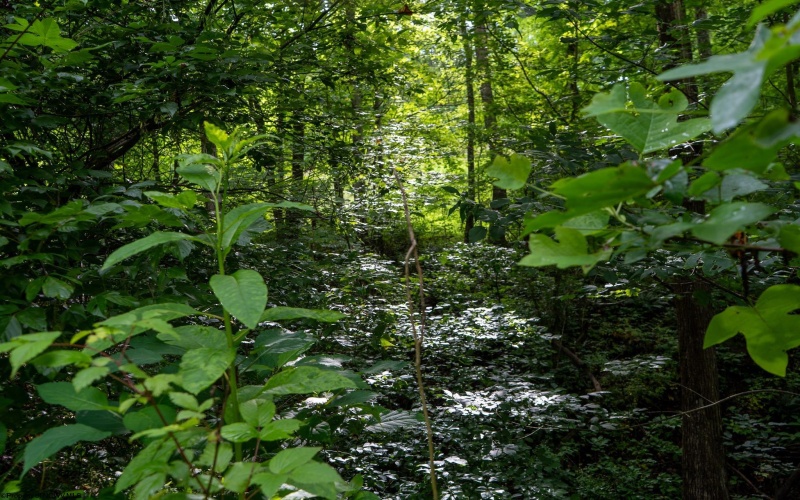 TBD Long Run Road, Worthington, West Virginia 26591, ,Lots/land,For Sale,Long Run,10161428