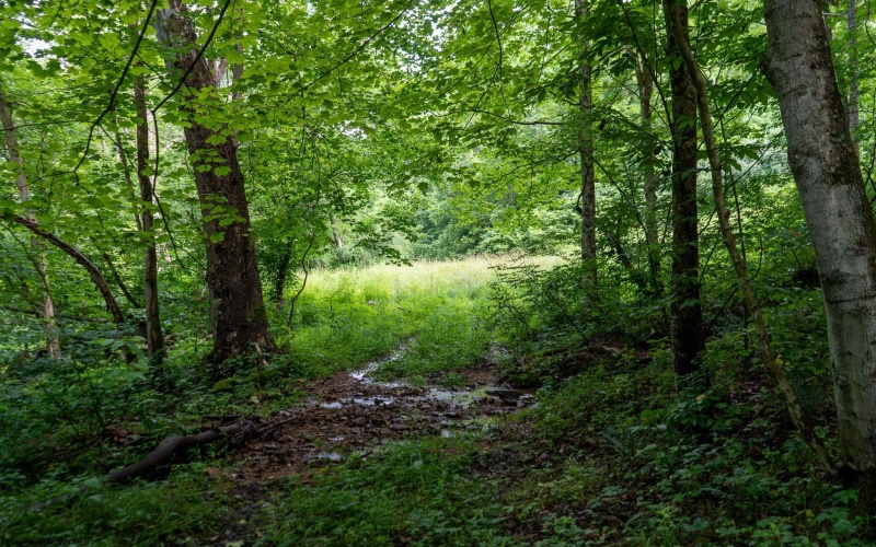 TBD Long Run Road, Worthington, West Virginia 26591, ,Lots/land,For Sale,Long Run,10161428