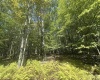 47 Day Lily Court, Terra Alta, West Virginia 26764, ,Lots/land,For Sale,Day Lily,10161450
