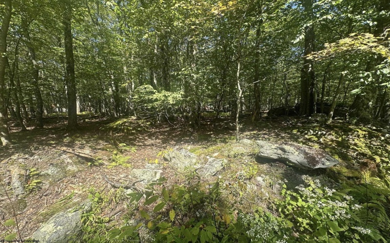 47 Day Lily Court, Terra Alta, West Virginia 26764, ,Lots/land,For Sale,Day Lily,10161450