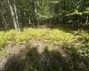47 Day Lily Court, Terra Alta, West Virginia 26764, ,Lots/land,For Sale,Day Lily,10161450