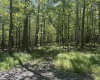 47 Day Lily Court, Terra Alta, West Virginia 26764, ,Lots/land,For Sale,Day Lily,10161450