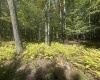 47 Day Lily Court, Terra Alta, West Virginia 26764, ,Lots/land,For Sale,Day Lily,10161450