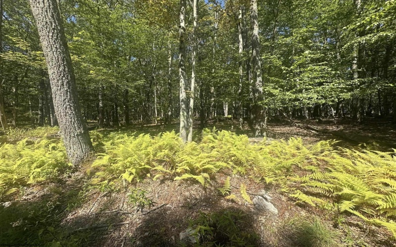 47 Day Lily Court, Terra Alta, West Virginia 26764, ,Lots/land,For Sale,Day Lily,10161450