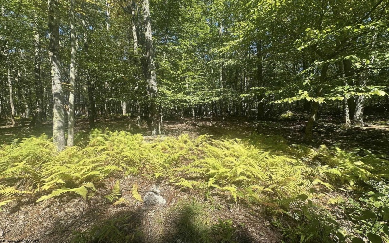 47 Day Lily Court, Terra Alta, West Virginia 26764, ,Lots/land,For Sale,Day Lily,10161450