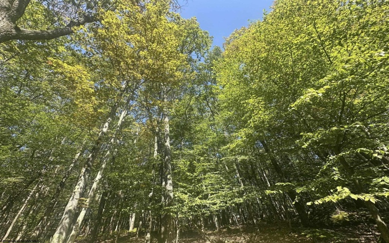 47 Day Lily Court, Terra Alta, West Virginia 26764, ,Lots/land,For Sale,Day Lily,10161450