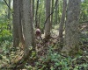 TBD Simpson Road, Belington, West Virginia 26250-0000, ,Lots/land,For Sale,Simpson,10161449