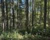 TBD Simpson Road, Belington, West Virginia 26250-0000, ,Lots/land,For Sale,Simpson,10161449