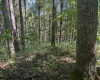 TBD Simpson Road, Belington, West Virginia 26250-0000, ,Lots/land,For Sale,Simpson,10161449