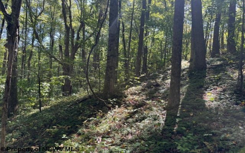 TBD Simpson Road, Belington, West Virginia 26250-0000, ,Lots/land,For Sale,Simpson,10161449