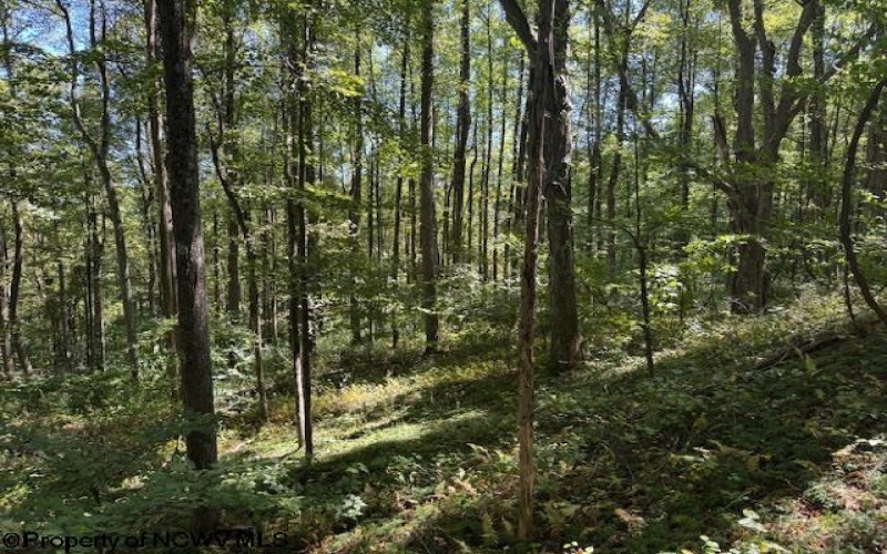 TBD Simpson Road, Belington, West Virginia 26250-0000, ,Lots/land,For Sale,Simpson,10161449
