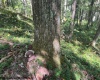 TBD Simpson Road, Belington, West Virginia 26250-0000, ,Lots/land,For Sale,Simpson,10161449