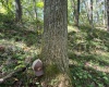 TBD Simpson Road, Belington, West Virginia 26250-0000, ,Lots/land,For Sale,Simpson,10161449