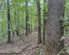 TBD Simpson Road, Belington, West Virginia 26250-0000, ,Lots/land,For Sale,Simpson,10161449