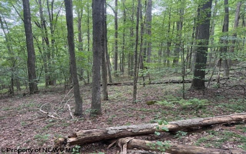 TBD Simpson Road, Belington, West Virginia 26250-0000, ,Lots/land,For Sale,Simpson,10161449