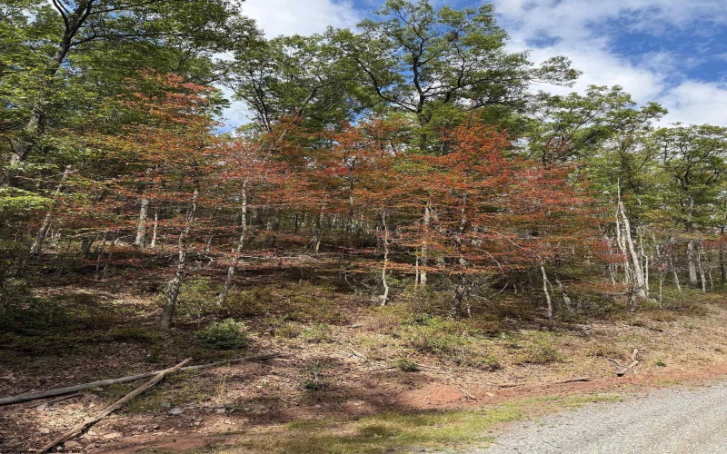 71 Trout Pass, Lost River, West Virginia 26810, ,Lots/land,For Sale,Trout,10161466