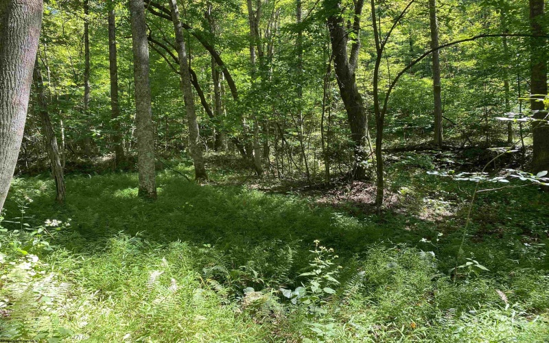 2447 Gaines Road, Rock Cave, West Virginia 26234, 4 Bedrooms Bedrooms, 7 Rooms Rooms,1 BathroomBathrooms,Single Family Detached,For Sale,Gaines,10161465
