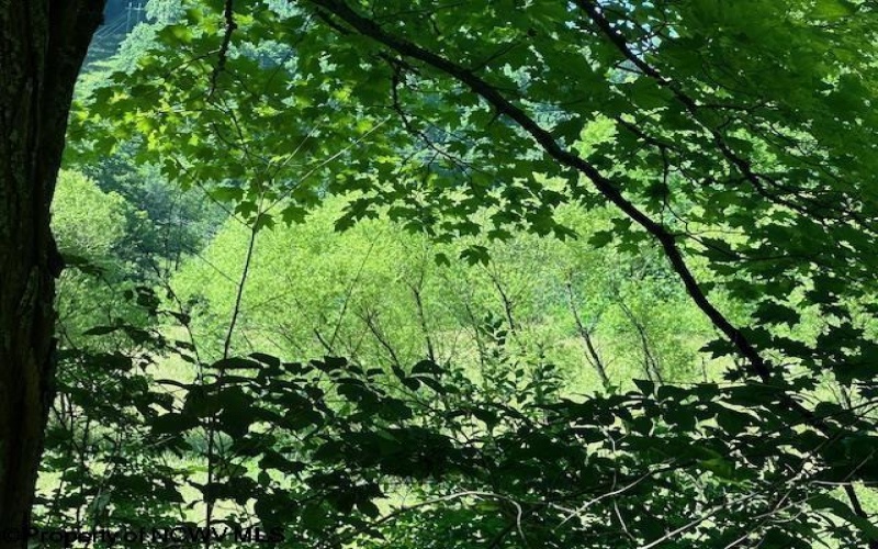 326 Joes Run Road, Mannington, West Virginia 26582, ,Lots/land,For Sale,Joes Run,10161508