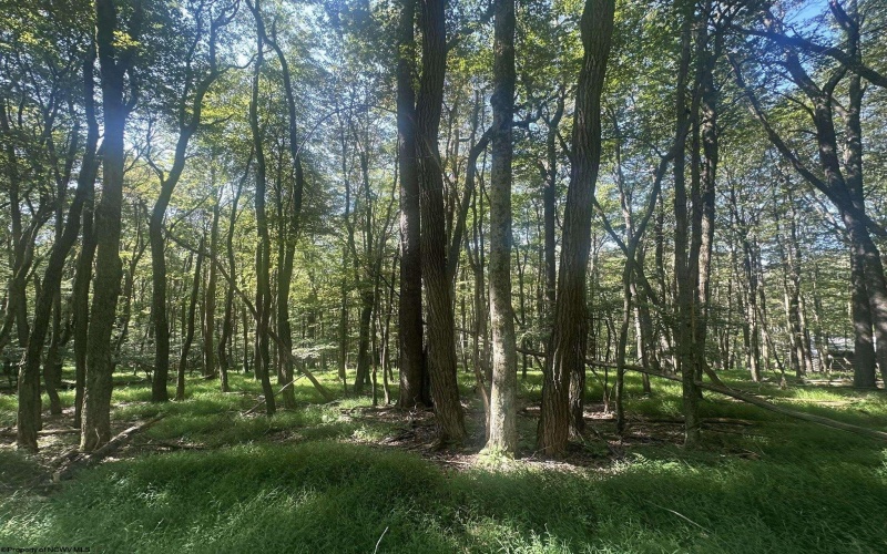 lot 69 Clover Drive, Terra Alta, West Virginia 26764, ,Lots/land,For Sale,Clover,10161502