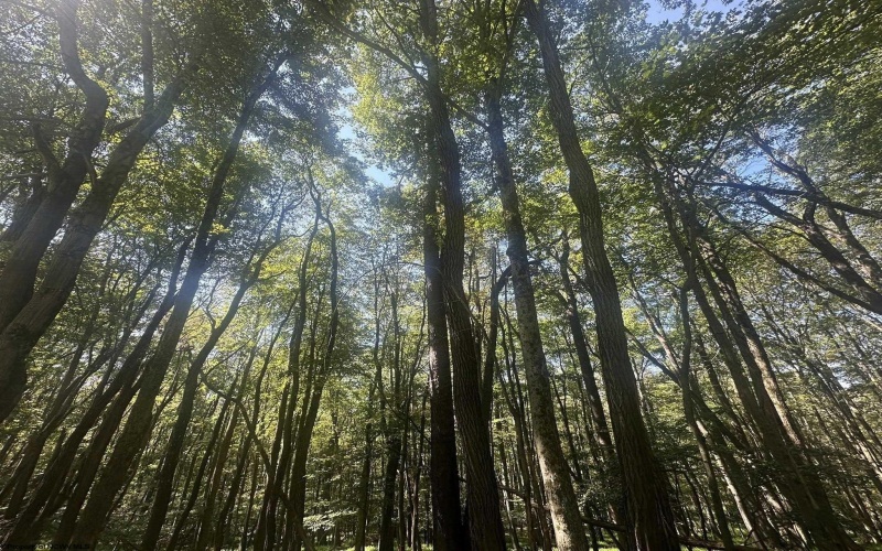 lot 68 Clover Drive, Terra Alta, West Virginia 26764, ,Lots/land,For Sale,Clover,10161504