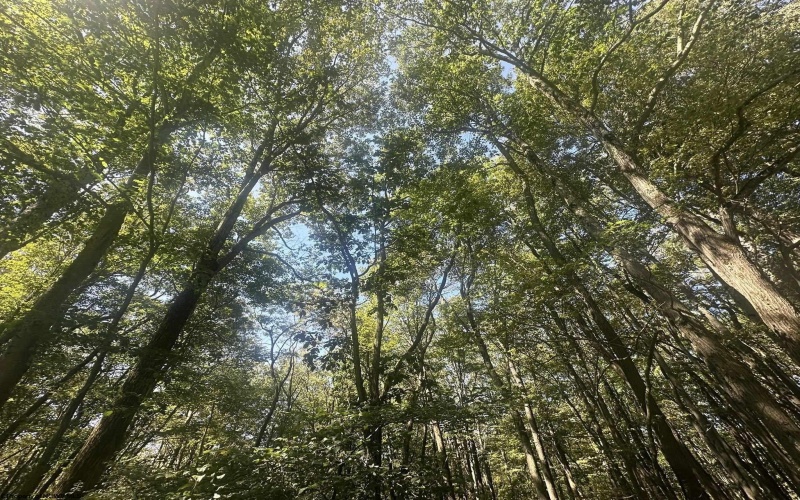 lot 68 Clover Drive, Terra Alta, West Virginia 26764, ,Lots/land,For Sale,Clover,10161504