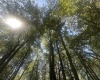 lot 67 Clover Drive, Terra Alta, West Virginia 26764, ,Lots/land,For Sale,Clover,10161505