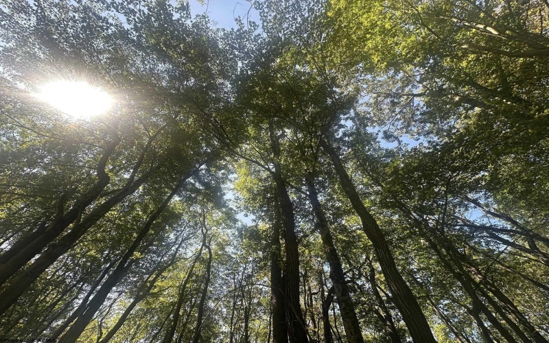 lot 67 Clover Drive, Terra Alta, West Virginia 26764, ,Lots/land,For Sale,Clover,10161505