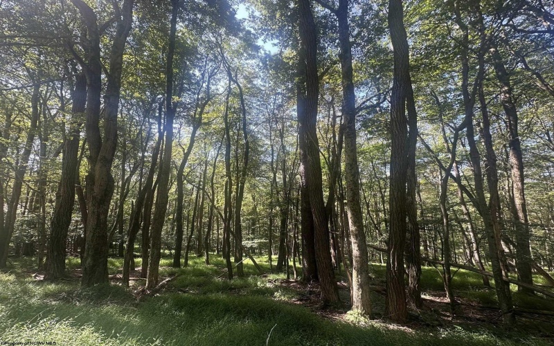 lot 67 Clover Drive, Terra Alta, West Virginia 26764, ,Lots/land,For Sale,Clover,10161505