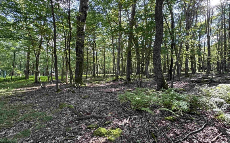 Lots 41 and 42 Day Lily Court, Terra Alta, West Virginia 26764, ,Lots/land,For Sale,Day Lily,10161511
