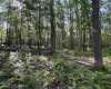 Lots 41 and 42 Day Lily Court, Terra Alta, West Virginia 26764, ,Lots/land,For Sale,Day Lily,10161511
