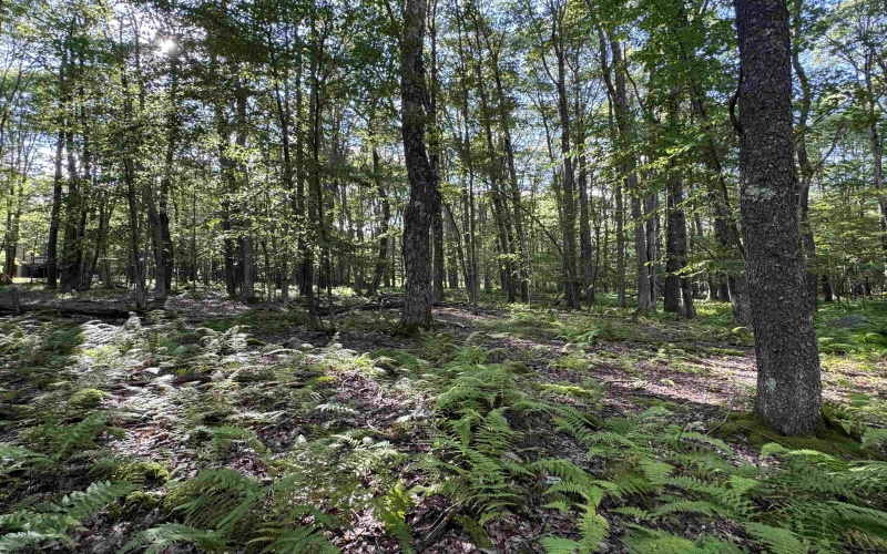 Lots 41 and 42 Day Lily Court, Terra Alta, West Virginia 26764, ,Lots/land,For Sale,Day Lily,10161511
