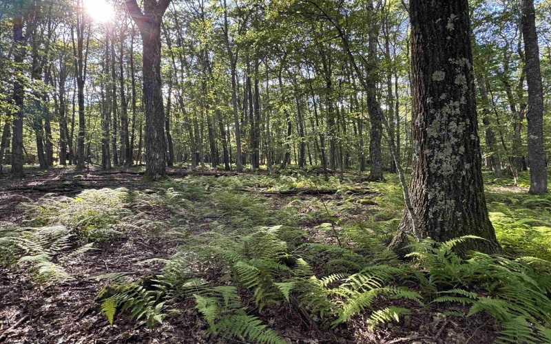 Lots 41 and 42 Day Lily Court, Terra Alta, West Virginia 26764, ,Lots/land,For Sale,Day Lily,10161511