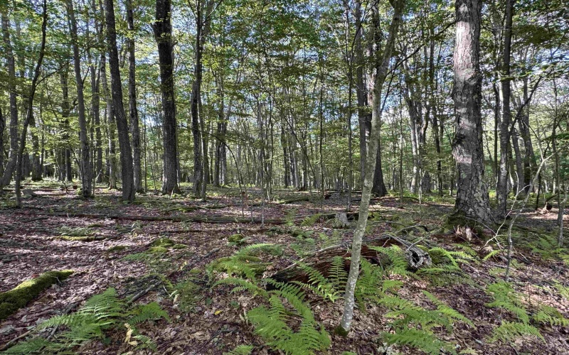 Lots 41 and 42 Day Lily Court, Terra Alta, West Virginia 26764, ,Lots/land,For Sale,Day Lily,10161511