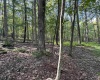 Lots 41 and 42 Day Lily Court, Terra Alta, West Virginia 26764, ,Lots/land,For Sale,Day Lily,10161511
