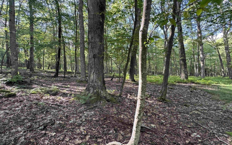 Lots 41 and 42 Day Lily Court, Terra Alta, West Virginia 26764, ,Lots/land,For Sale,Day Lily,10161511