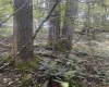 TBD Tom Turner Road, Independence, West Virginia 26374, ,Lots/land,For Sale,Tom Turner,10161532