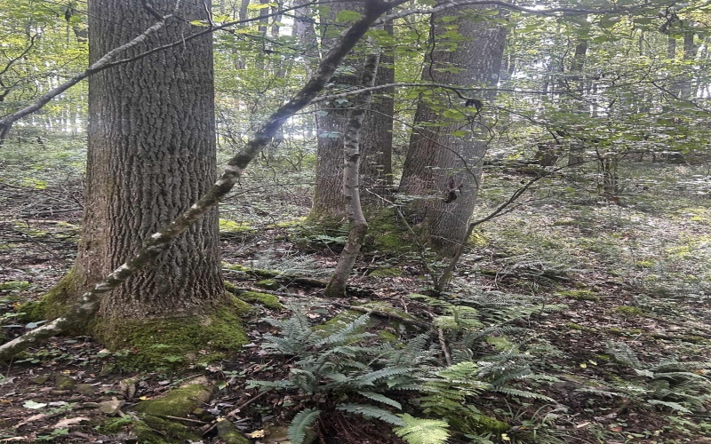 TBD Tom Turner Road, Independence, West Virginia 26374, ,Lots/land,For Sale,Tom Turner,10161532