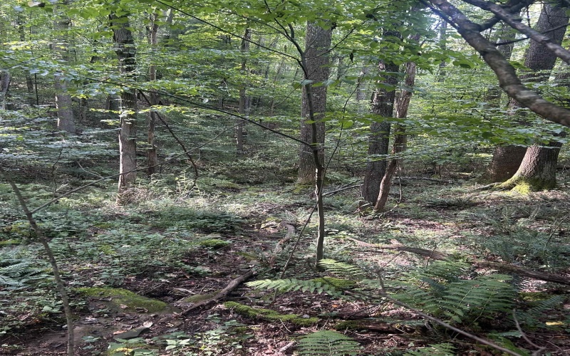 TBD Tom Turner Road, Independence, West Virginia 26374, ,Lots/land,For Sale,Tom Turner,10161532