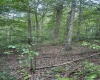 TBD Tom Turner Road, Independence, West Virginia 26374, ,Lots/land,For Sale,Tom Turner,10161532