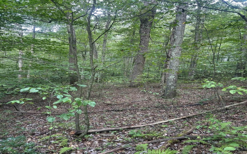 TBD Tom Turner Road, Independence, West Virginia 26374, ,Lots/land,For Sale,Tom Turner,10161532