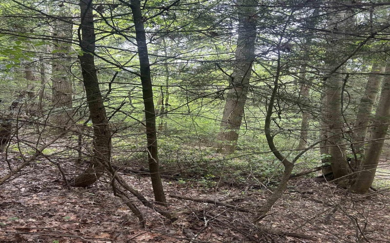TBD Tom Turner Road, Independence, West Virginia 26374, ,Lots/land,For Sale,Tom Turner,10161532