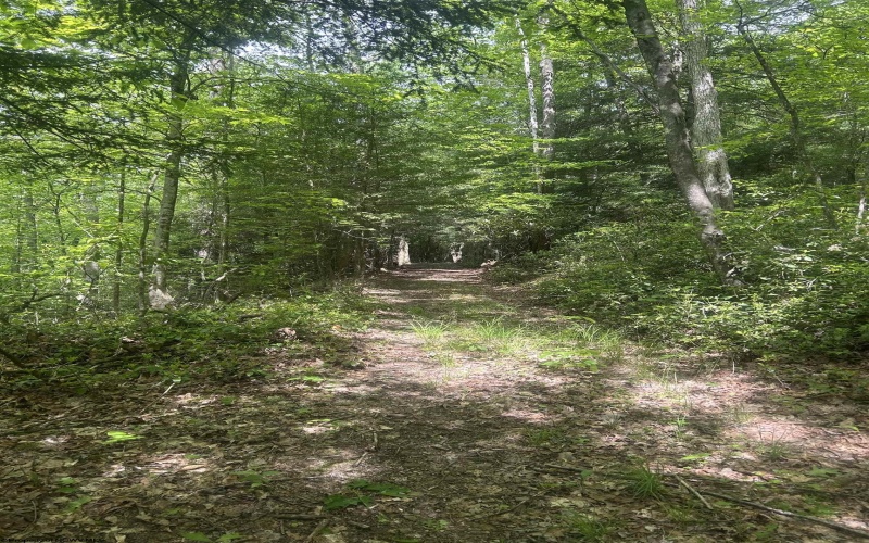 TBD Tom Turner Road, Independence, West Virginia 26374, ,Lots/land,For Sale,Tom Turner,10161532
