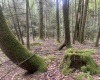 TBD Tom Turner Road, Independence, West Virginia 26374, ,Lots/land,For Sale,Tom Turner,10161532
