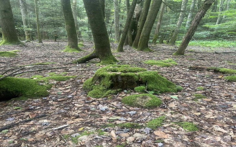 TBD Tom Turner Road, Independence, West Virginia 26374, ,Lots/land,For Sale,Tom Turner,10161532